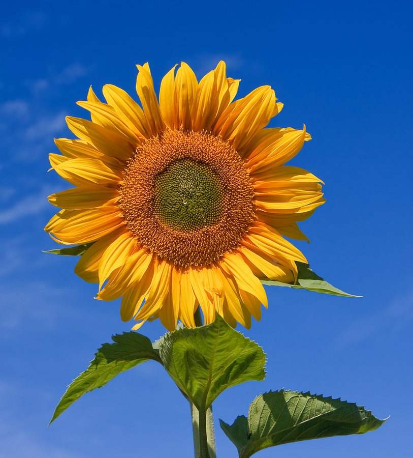 Zonnebloem (Helianthus annuus)