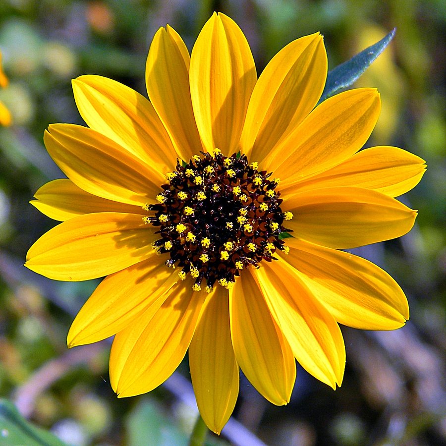 Zonnebloem (Helianthus debilis)