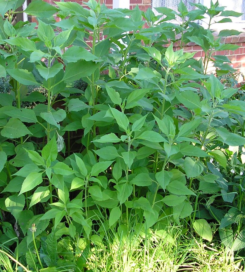 Aardpeer (Helianthus tuberosus)