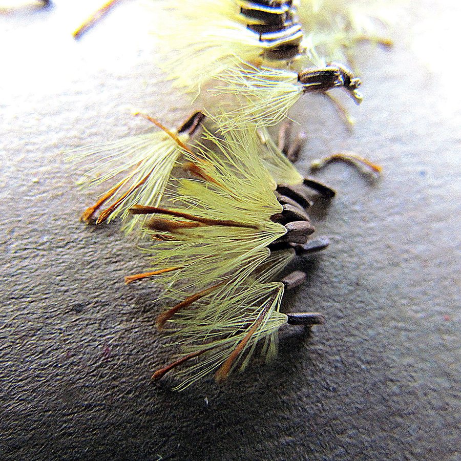 Strobloem / Goudsstrobloem (Helichrysum bracteatum)