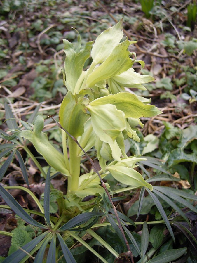 Stinkend nieskruid (Helleborus foetidus)