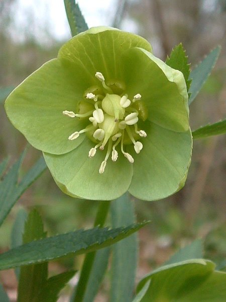 Wrangwortel (Helleborus viridis ssp. occidentalis)