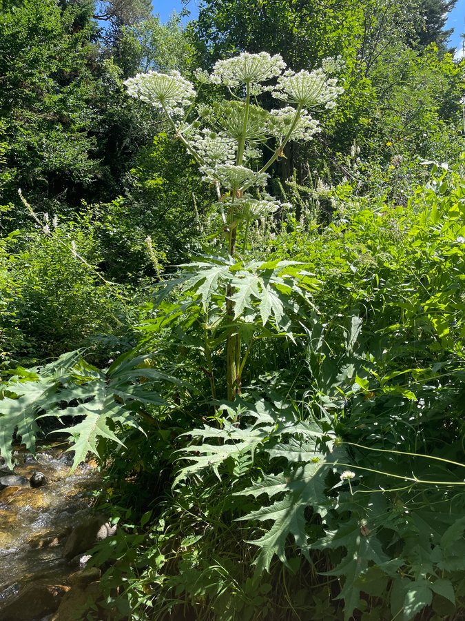 Perzische- of Reuzenberenklauw (Heracleum mantegazzianum)