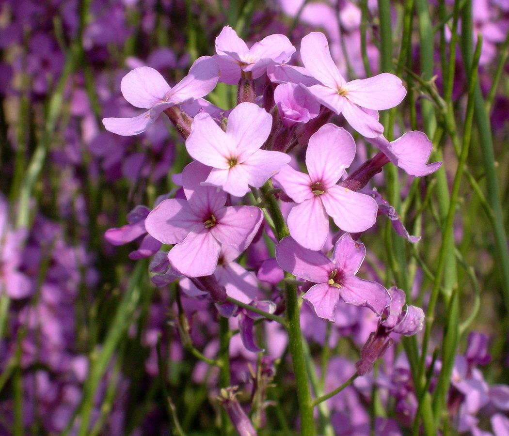 Damastbloem (Hesperis matronalis)