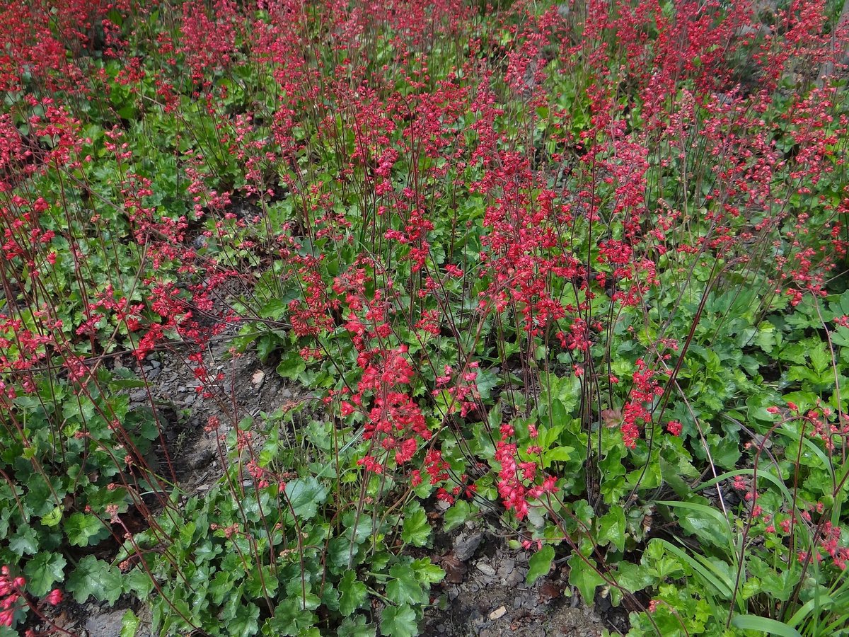 - (Heuchera x brizoides)