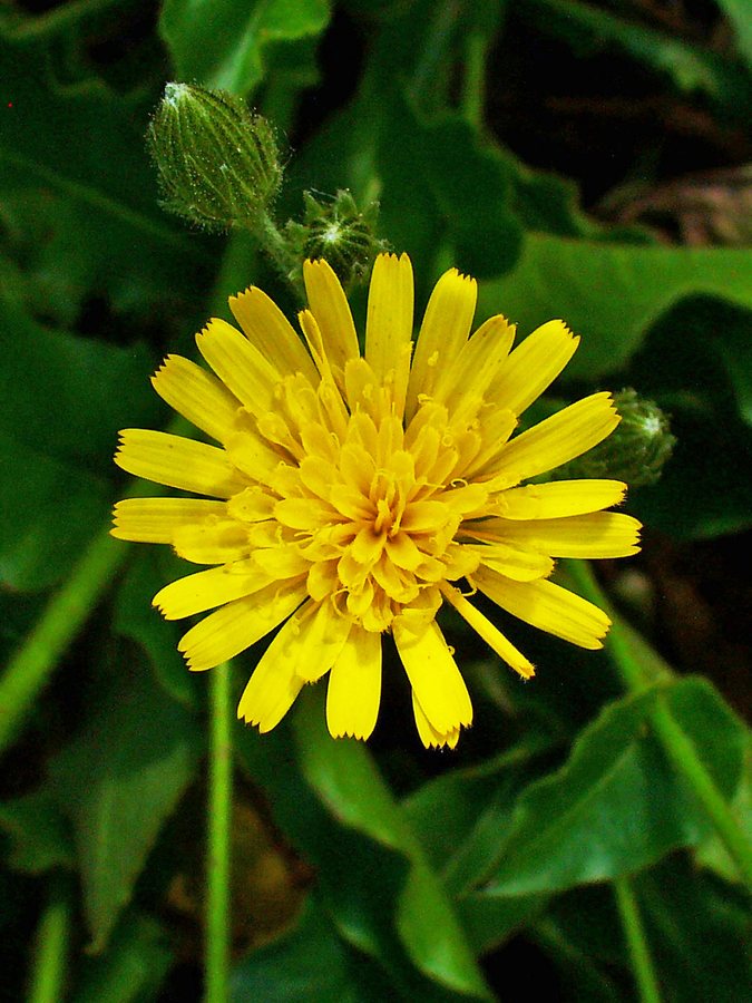 Stengelomvattend havikskruid (Hieracium amplexicaule)