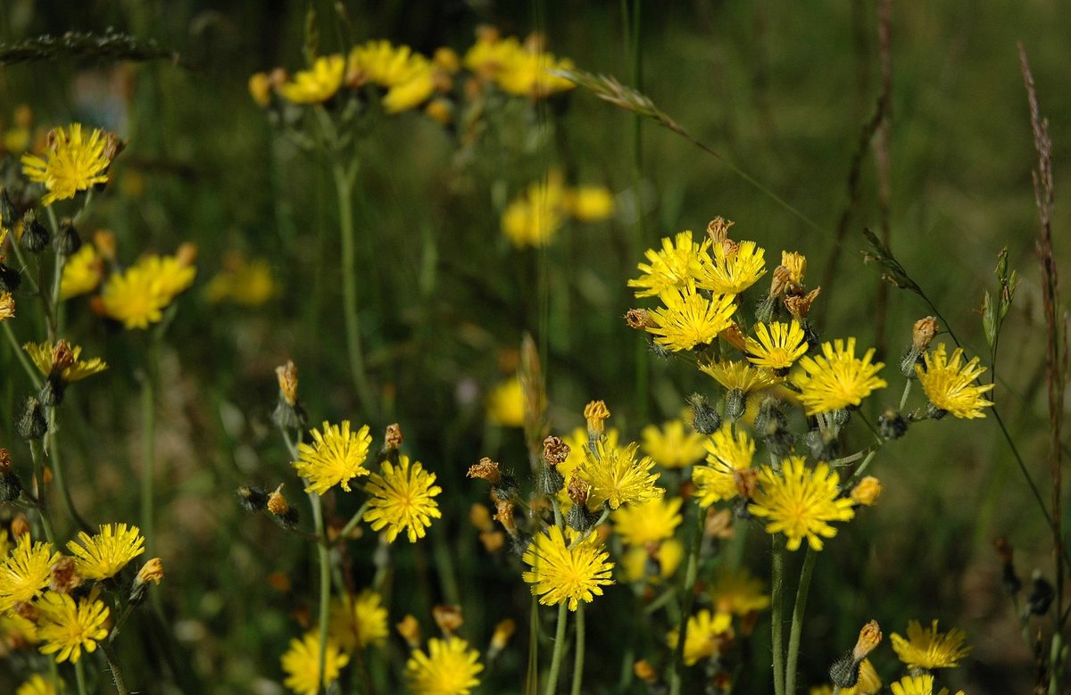 Weidehavikskruid (Hieracium caespitosum)