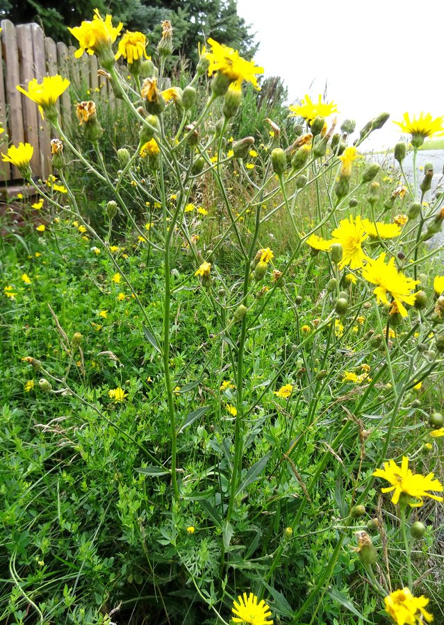 Stijf havikskruid (Hieracium laevigatum)
