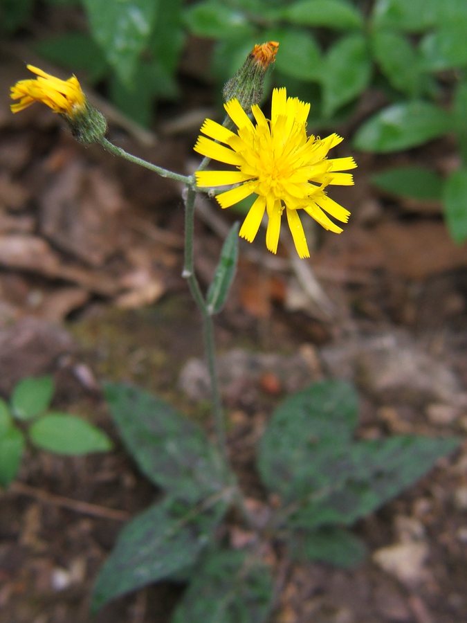 Gevlekt havikskruid (Hieracium maculatum)