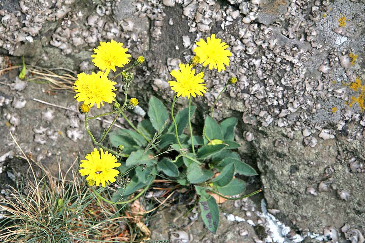 Muizenoor (Hieracium pilosella)