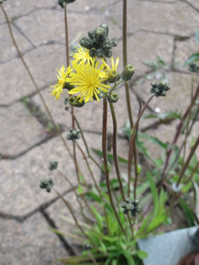 Grijs havikskruid (Hieracium praealtum)