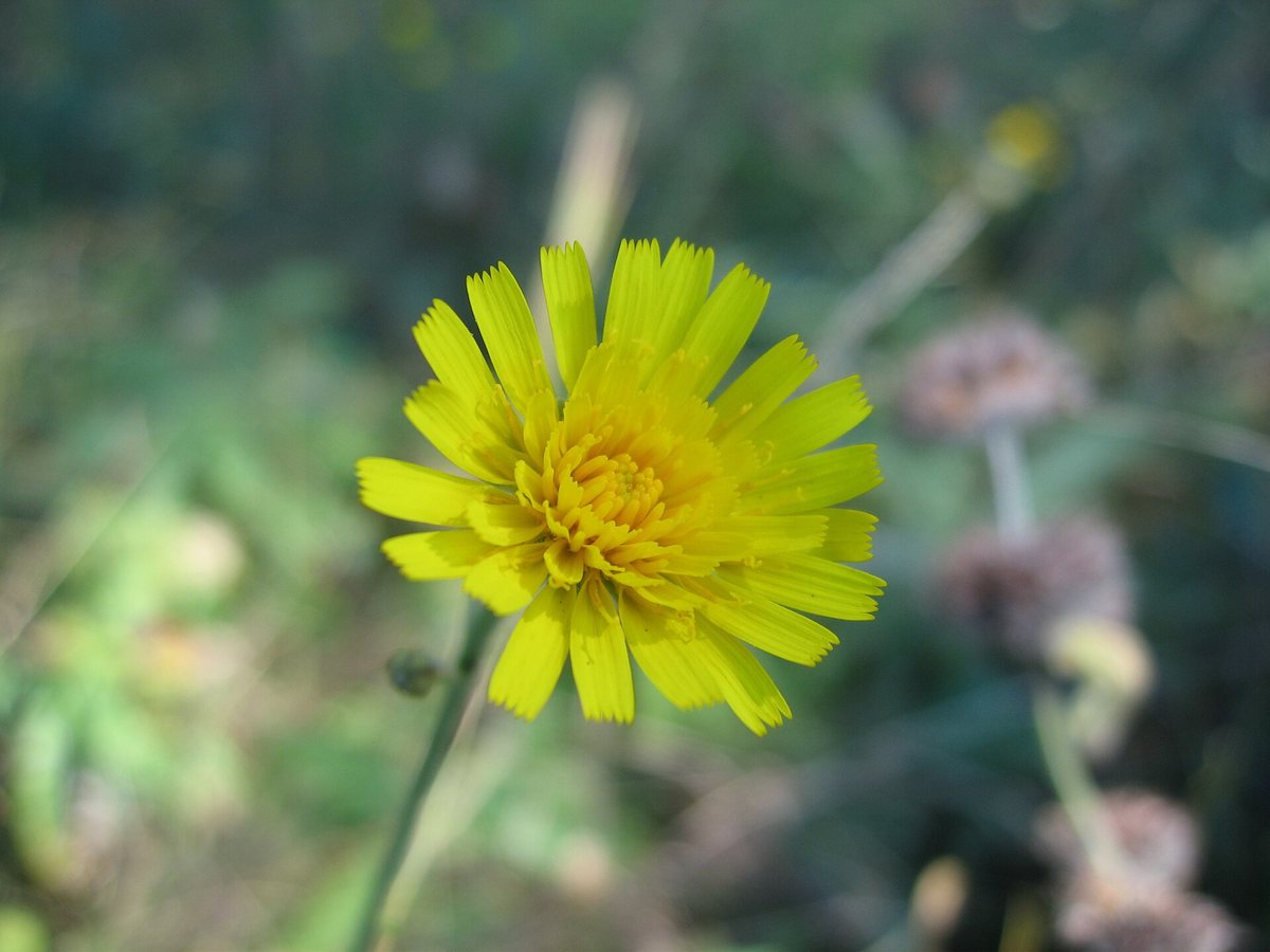 Boshavikskruid (Hieracium sabaudum)