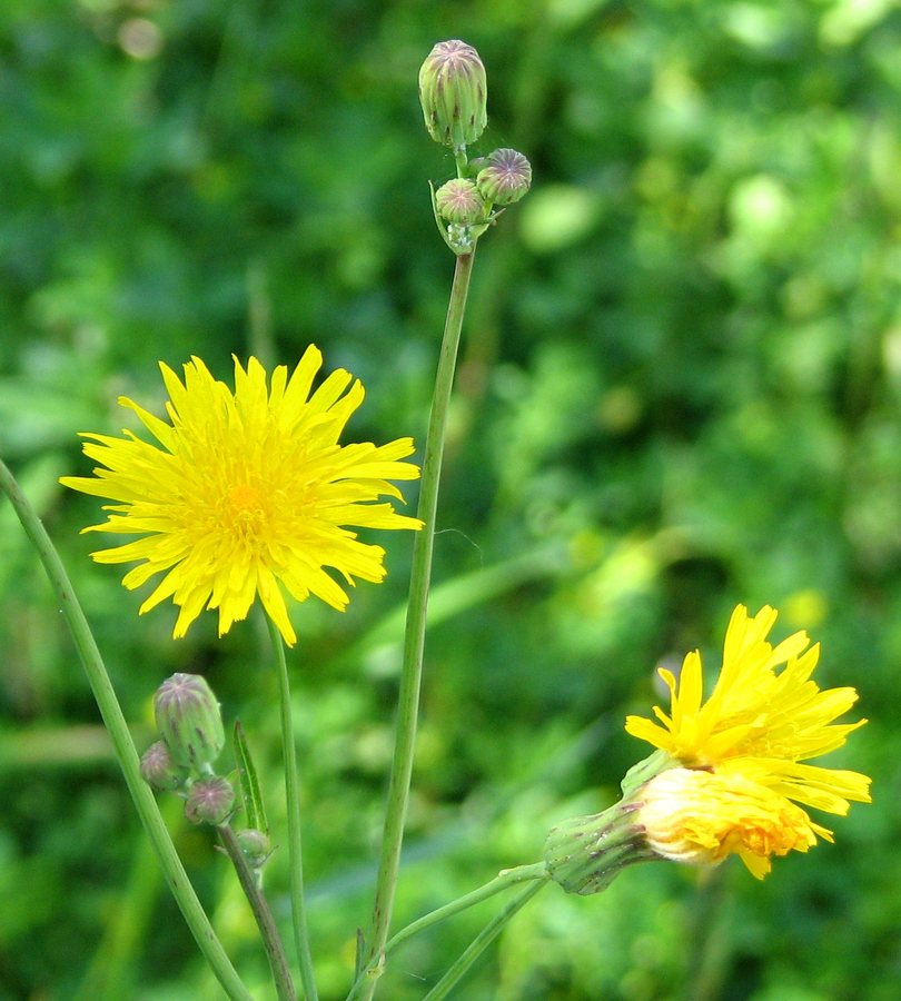 Schermhavikskruid (Hieracium umbellatum)