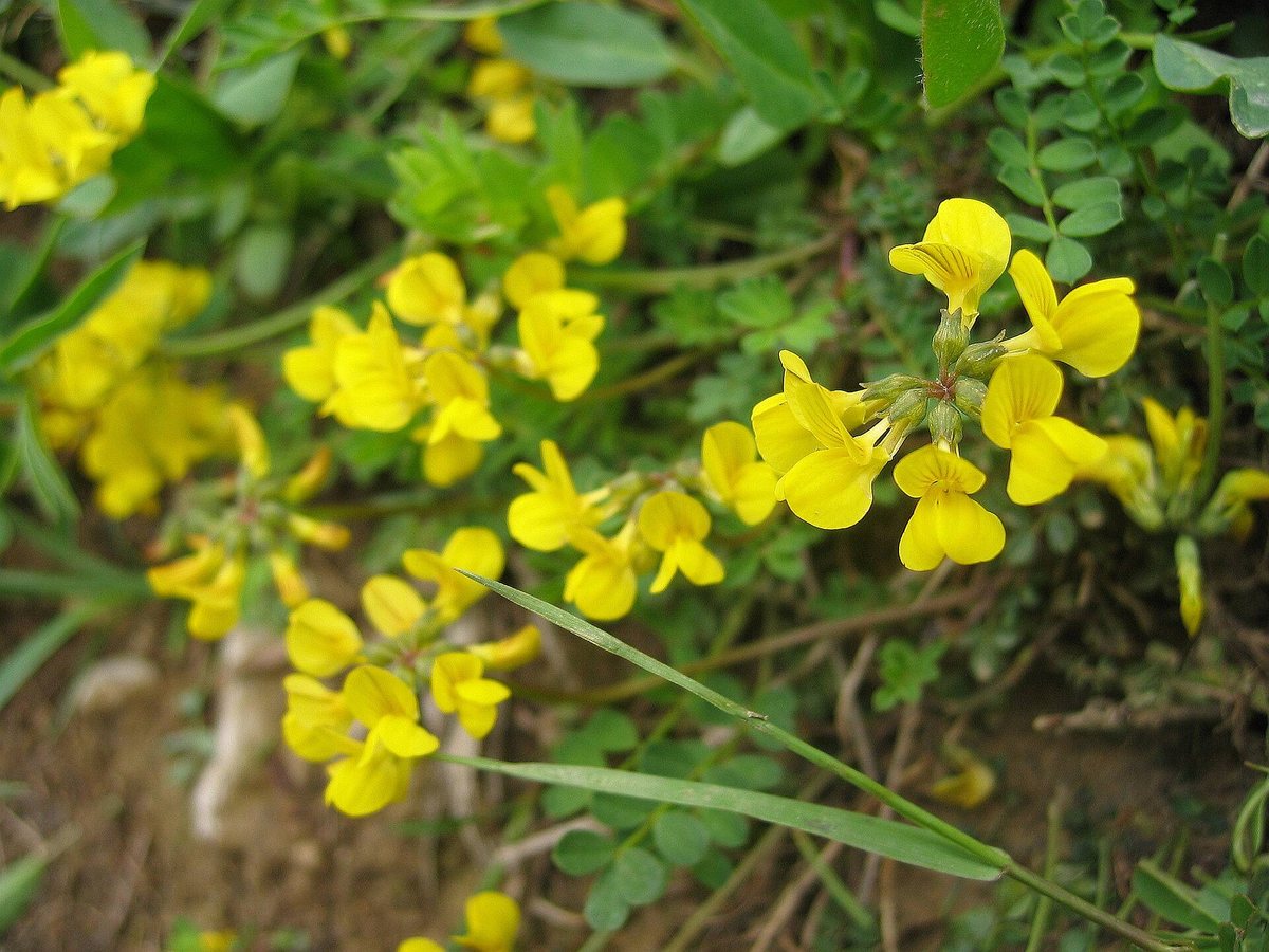Paardenhoefklaver (Hippocrepis comosa)