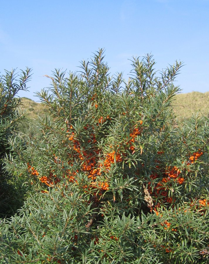 Duindoorn (Hippophae rhamnoides)