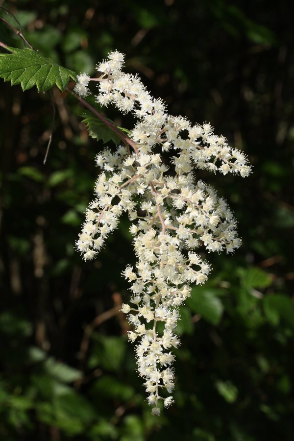 Pluimspirea (Holodiscus discolor)