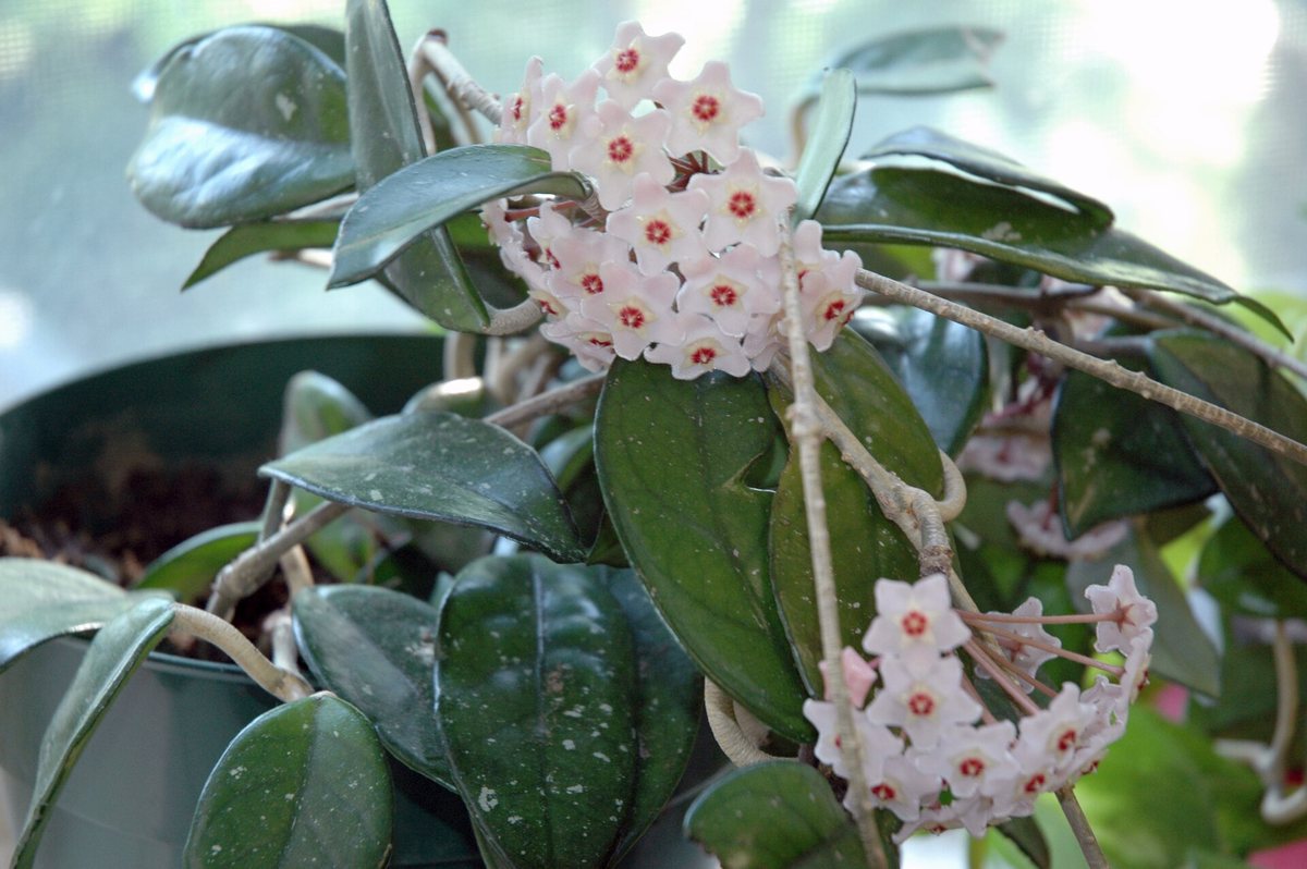 Wasbloem (Hoya carnosa)