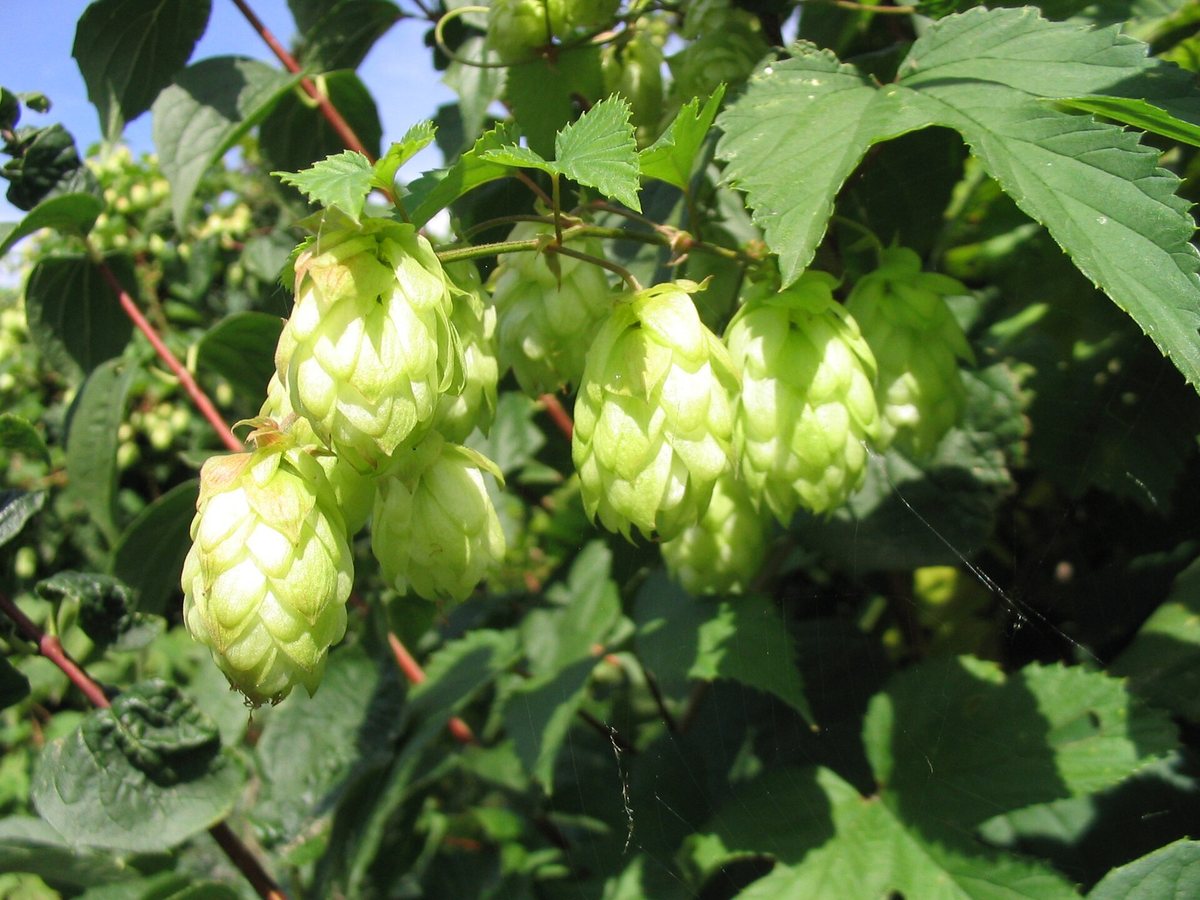Hop (Humulus lupulus)