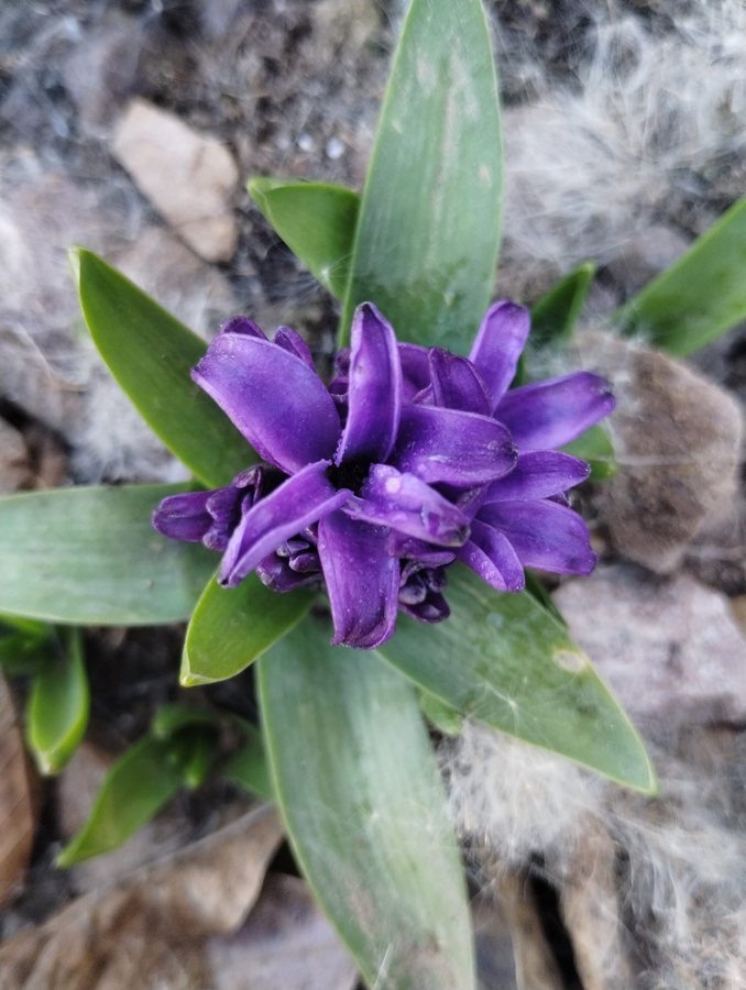 Hyacint (Hyacinthus orientalis)