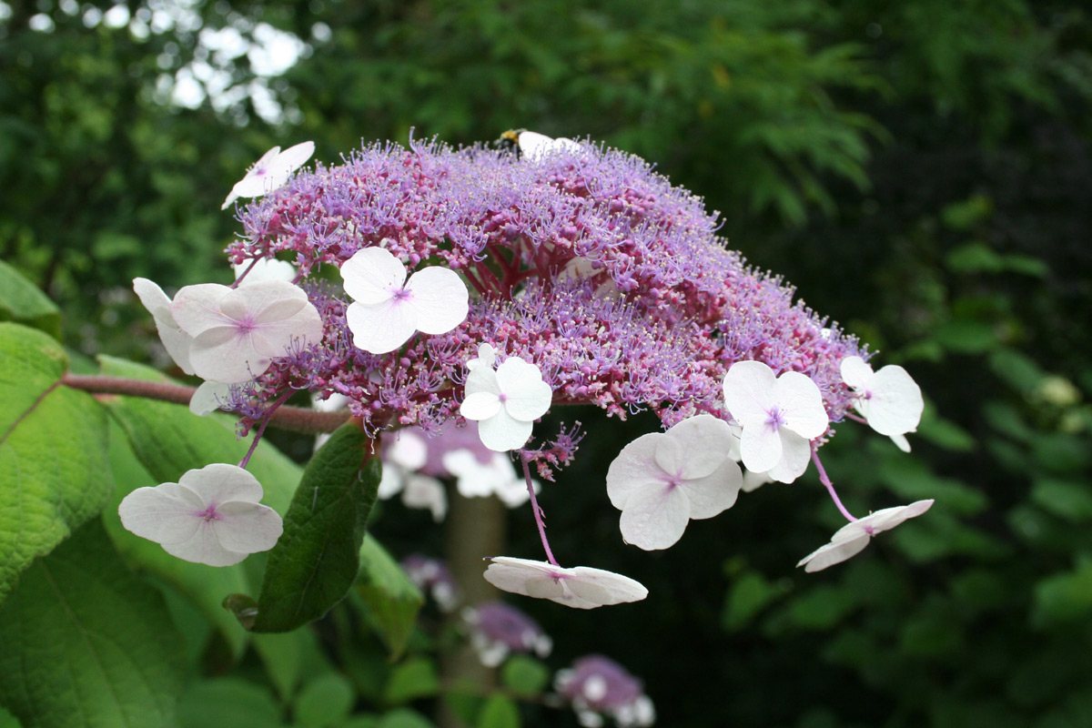 Hortensia (Hydrangea aspera)