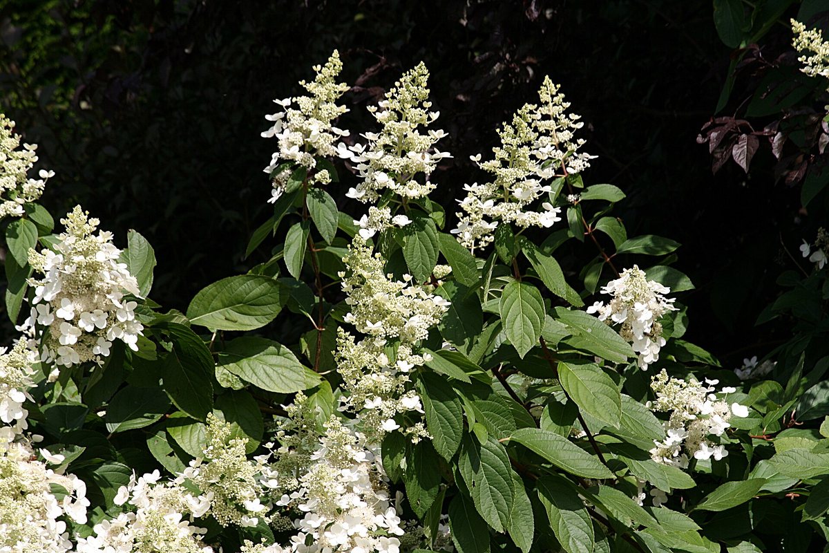 Pluimhortensia (Hydrangea paniculata)