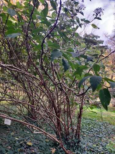 Hortensia (Hydrangea sargentiana)