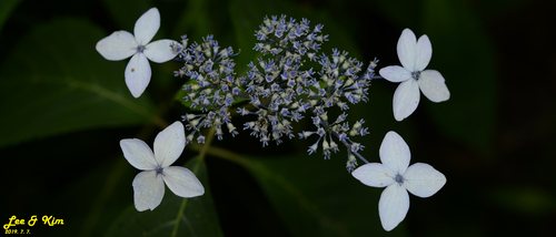Hortensia (Hydrangea serrata)