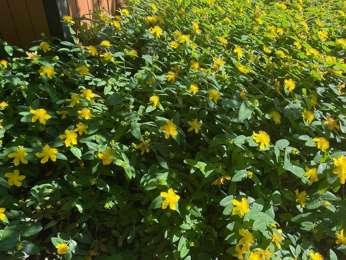 Grootbloemig hertshooi (Hypericum calycinum)