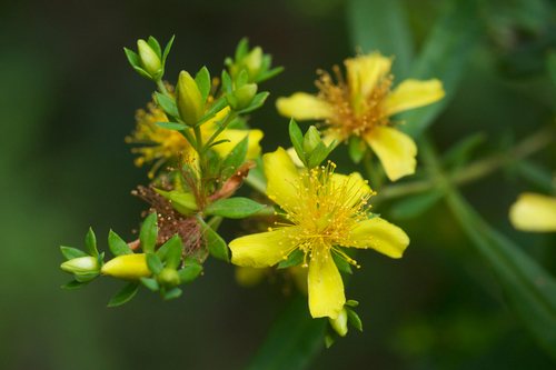 Struikhertshooi / Sint-janskruid (Hypericum densiflorum)