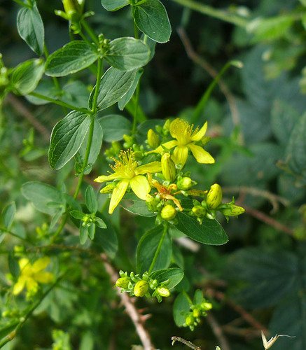 Kantig hertshooi (Hypericum dubium)