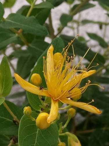 Stinkend hertshooi (Hypericum hircinum)