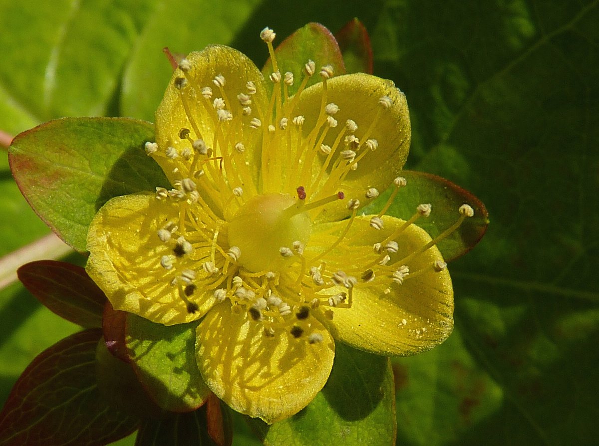 Struikhypericum (Hypericum inodorum)