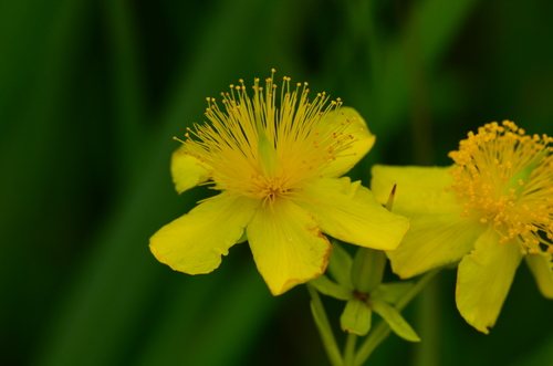 Struikhypericum (Hypericum kalmianum)