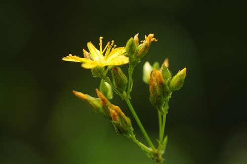 Berghertshooi (Hypericum montanum)