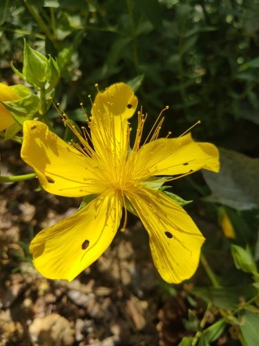 Rotshertshooi (Hypericum olympicum)