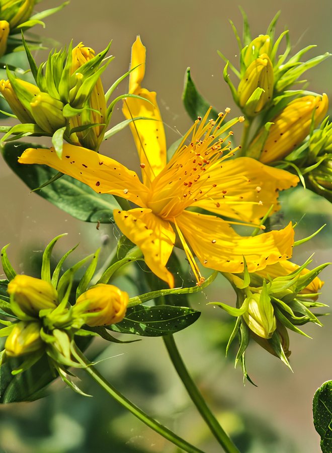 Sint-Janskruid (Hypericum perforatum)
