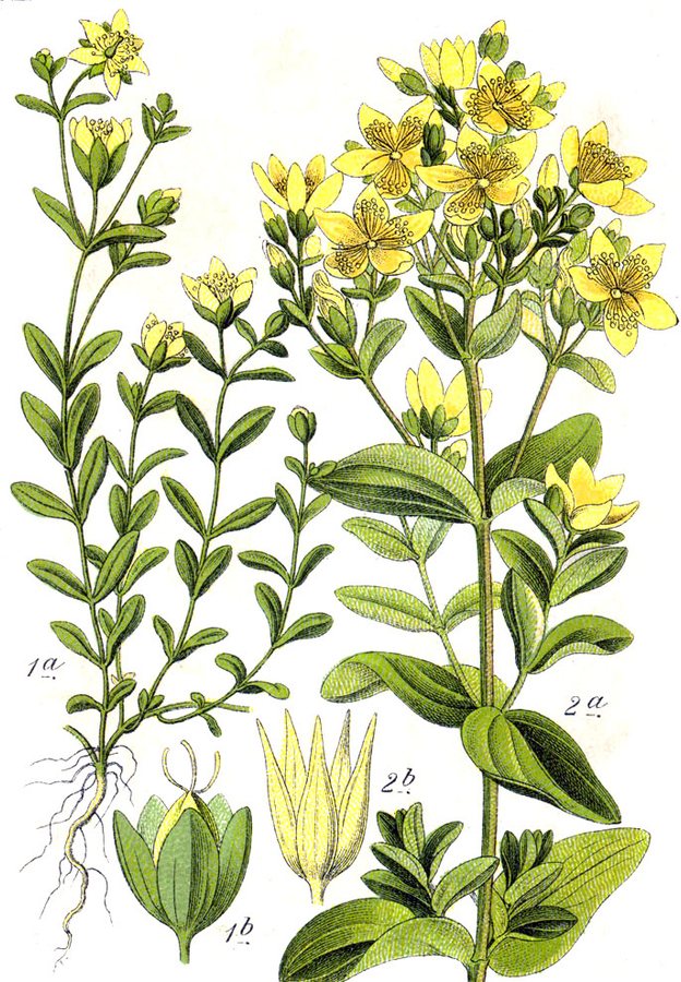 Gevleugeld hersthooi (Hypericum tetrapterum)