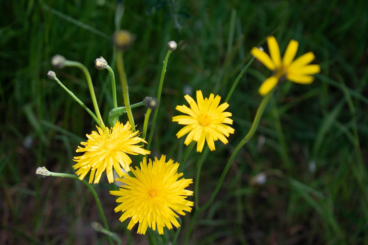 Gewoon biggekruid (Hypochaeris radicata)