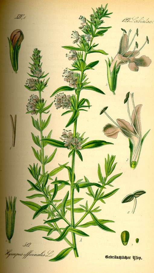Hyssop (Hyssopus officinalis)