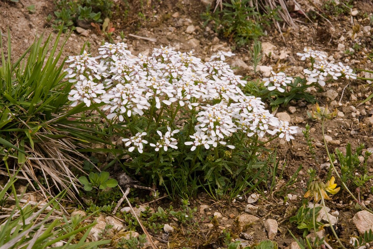 Bittere scheefbloem (Iberis amara)