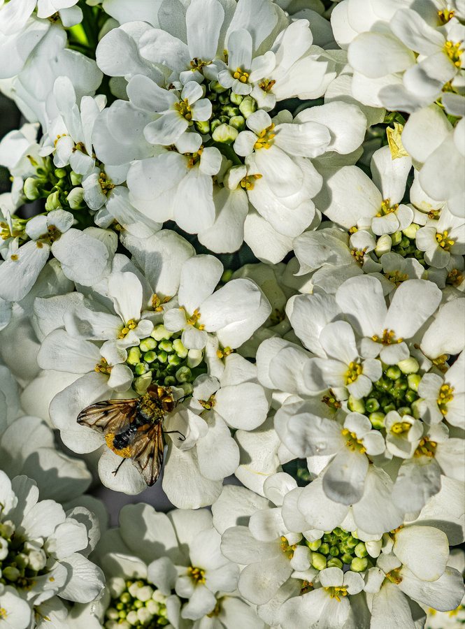 Groenblijvende scheefbloem (Iberis sempervirens)