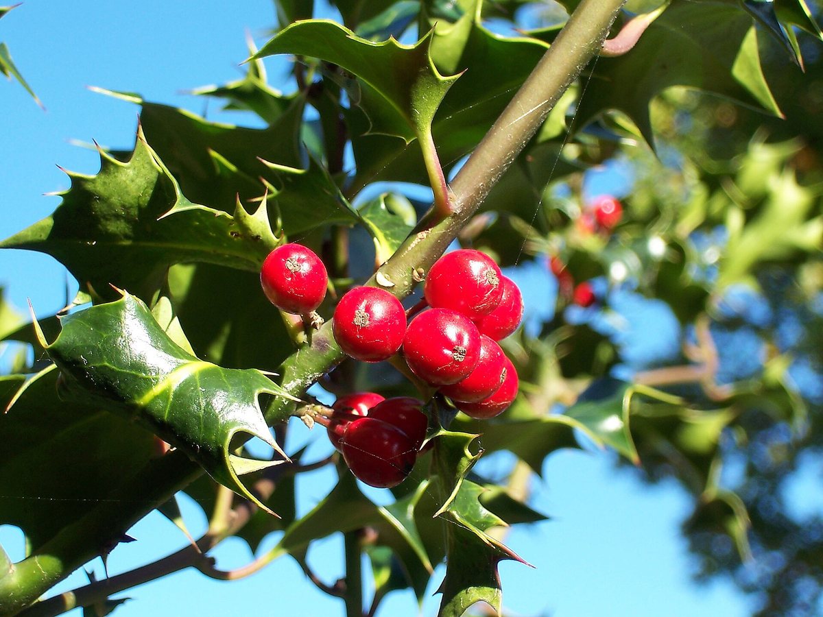 Hulst (Ilex aquifolium)