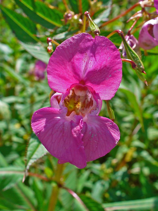 Reuzenbalsemien (Impatiens glandulifera)