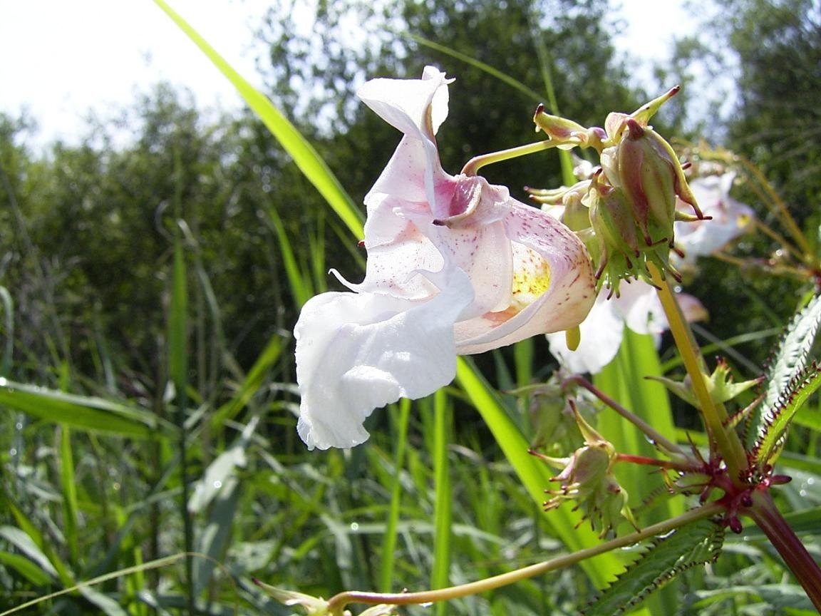 Springzaad (Impatiens scabrida)
