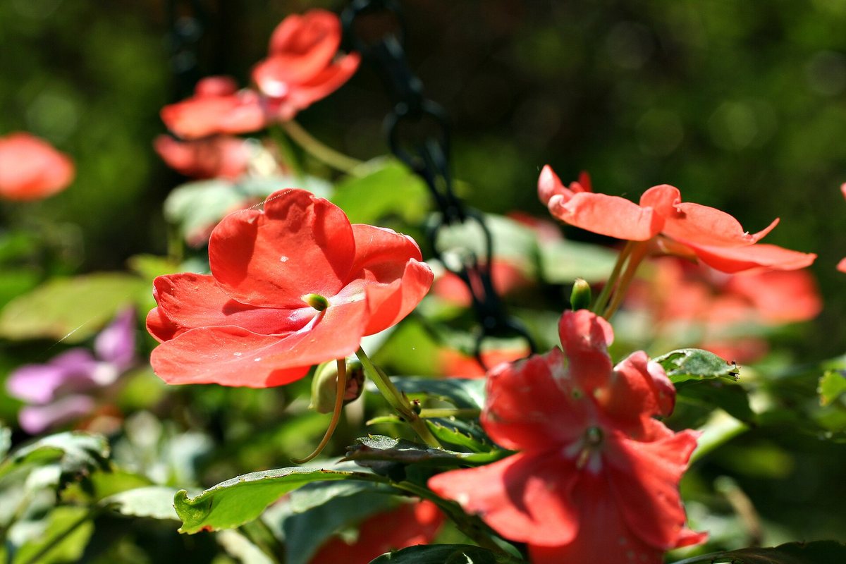 Vlijtig liesje (Impatiens walleriana)