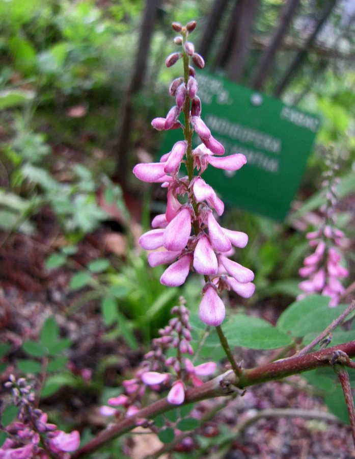 - (Indigofera amblyantha)