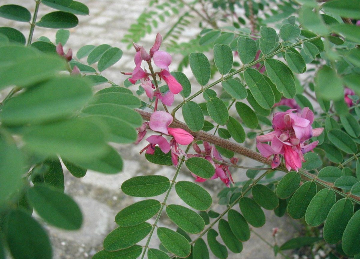 Indigostruik (Indigofera heterantha)