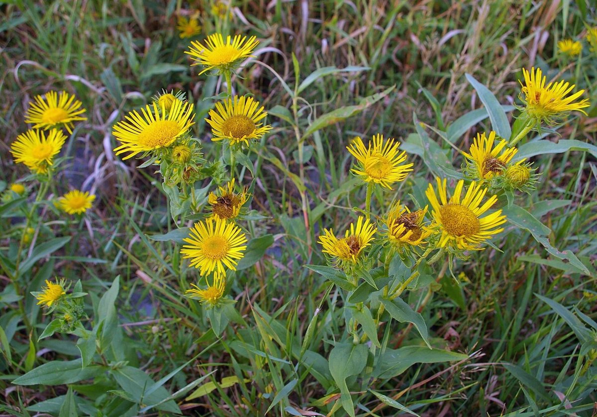 Engelse alant (Inula britannica)