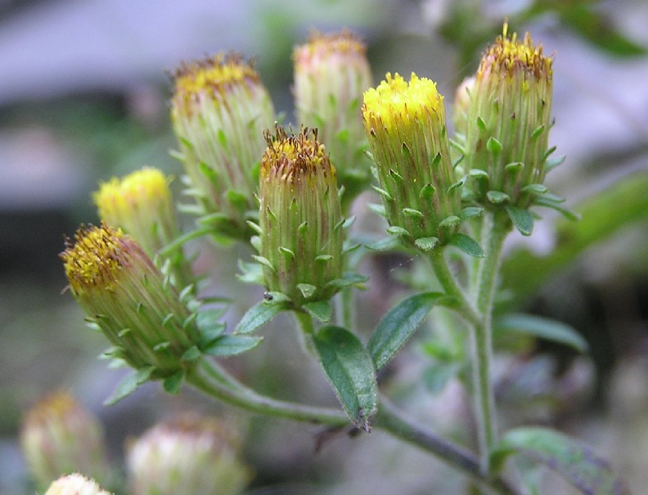 Donderkruid (Inula conyzae)