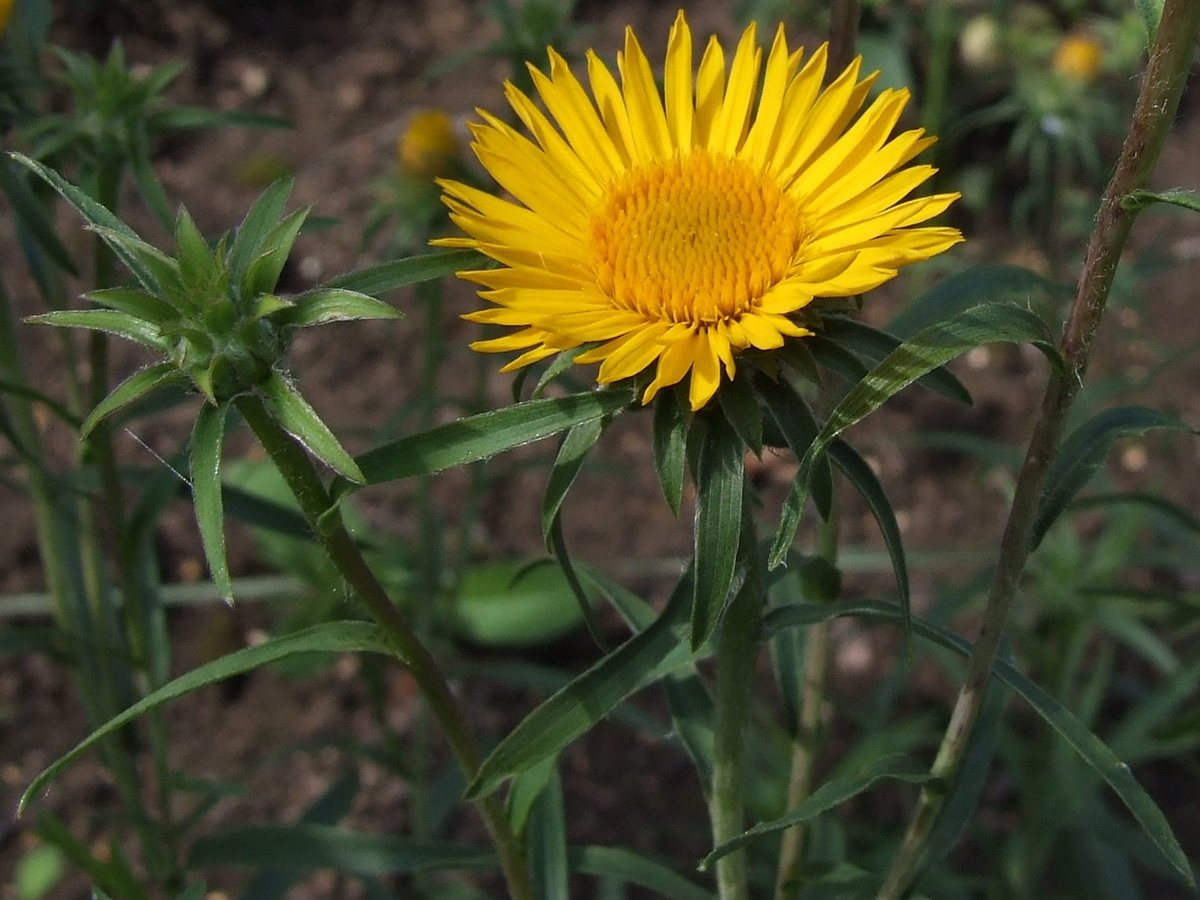 Kleine alant (Inula ensifolia)